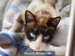 PRECIOSO SIAMES PARA ADOPTAR