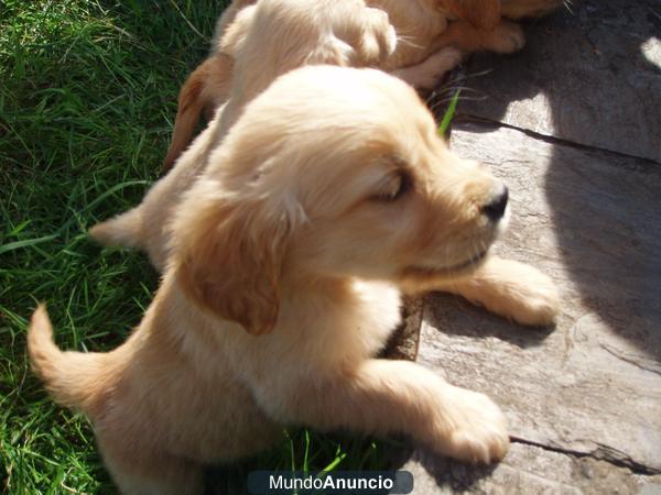 ULTIMOS GOLDEN RETRIEVER CON PEDIGREE