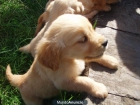 ULTIMOS GOLDEN RETRIEVER CON PEDIGREE - mejor precio | unprecio.es