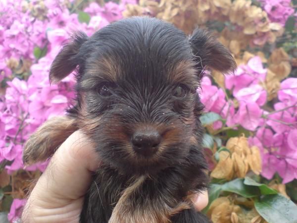 Yorkshire Terrier,venta de cachorros