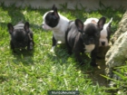 BULLDOGS FRANCES DE EXPOCISION¡¡¡ - mejor precio | unprecio.es