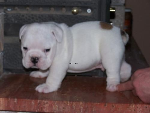 Adorable cuccioli Bulldog inglese per l'adozione.