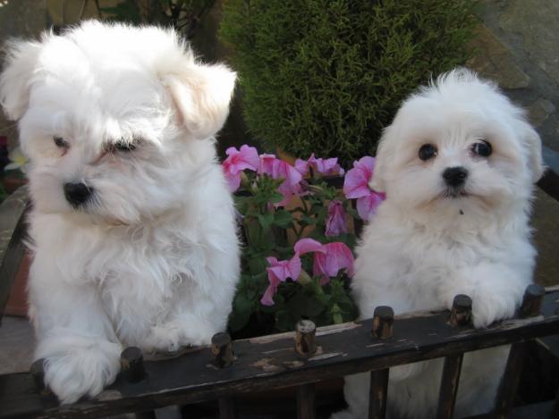 BICHON MALTES PRECIOSOS CON LOE (REAL SOCIEDAD CANINA ESPAÑOLA)