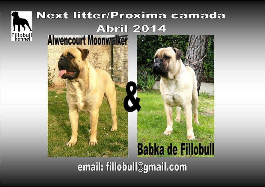 Bullmastiff