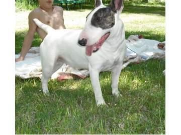 Bullterrier blanco con una mancha alrededor de un ojo negra. Macho de 3 años y medio