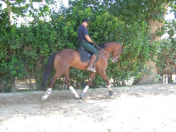 Caballo HANNOVERIANO 6 años alazan 1.76 alzada