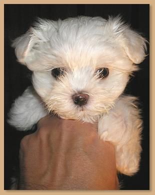 cachorros bichon maltes pedigree nacional