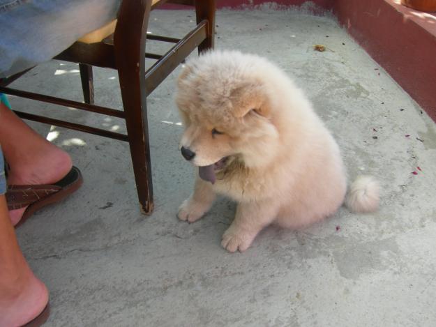 ofrezco chow chow para camada tenerife