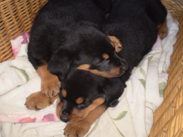 Preciosos cachorritos de rottweiler, particular. 300 .