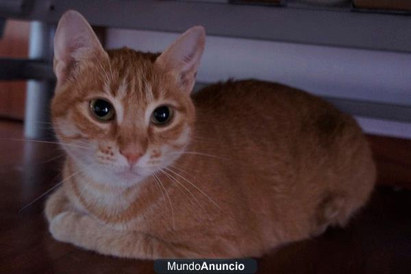 PALOMA, GATETA EN ADOPCIÓ DEL JARDINET DELS GATS