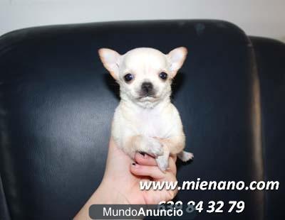 ★PERRITOS CHIHUAHUA TOY,  PUEDES VER TU CACHORRO POR NUESTRA WEBCAM