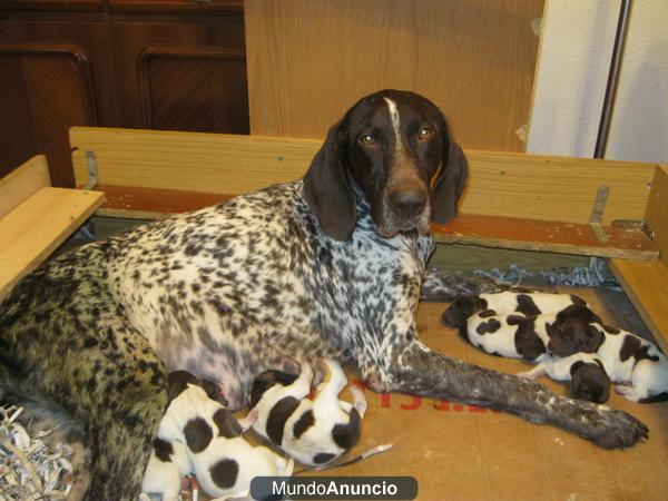 BRACOS ALEMANES CACHORROS