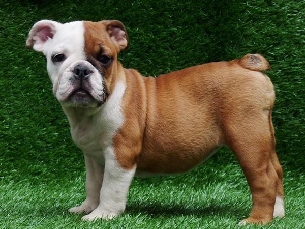 BULL DOG INGLES PRECIOSO 200 euros ???