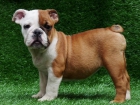 BULL DOG INGLES PRECIOSO 200 euros ??? - mejor precio | unprecio.es