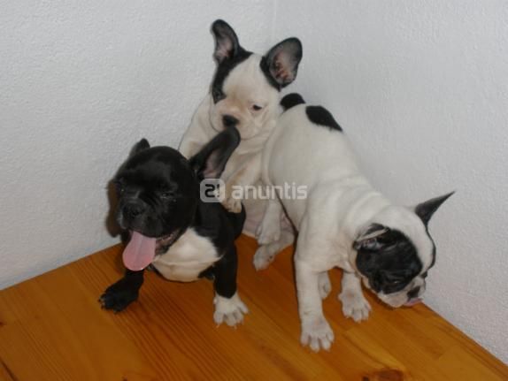 Bulldog frances, blancos y negros 120