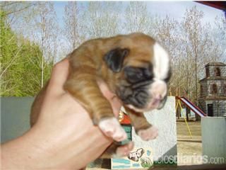 cachorros boxer pedigree de campeones Pura raza