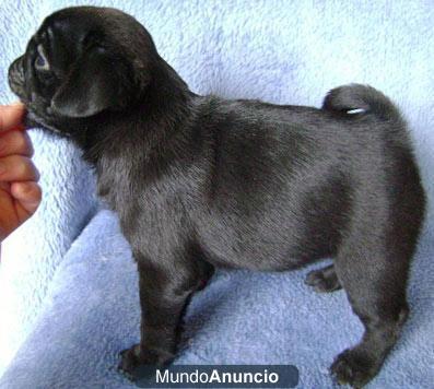 Cachorros pug - Pug - 11 semanas