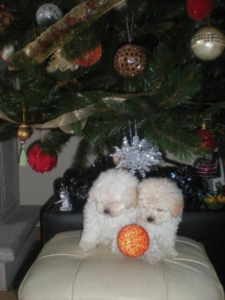 caniche toy blanco, caniche toy negro, caniche tea cup roja y enana blanca, yorkshire y golde retriever