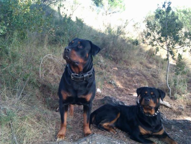 IMPRESIONANTE ROTTWEILER PARA MONTAS