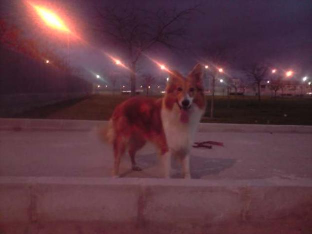 perrita collie busca macho