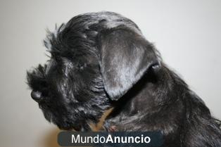 Perritas de schnauzer miniatura negro en madrid