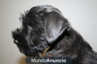 Perritas de schnauzer miniatura negro en madrid - mejor precio | unprecio.es