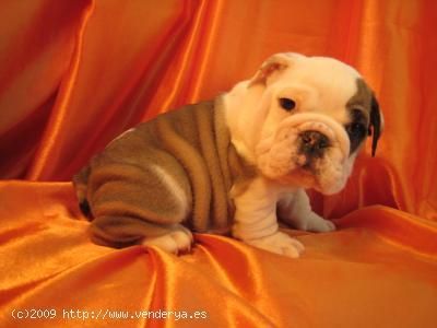 REGALO BULLDOG INGLES 1AÑO Y MEDIO C/PEDIGREE x no poder atender