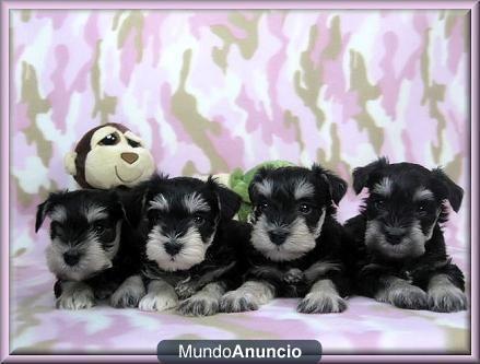 SCHNAUZER MINIATURA ULTIMO CACHORRO