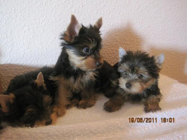 vendo camadita de yorkshire terrier toy