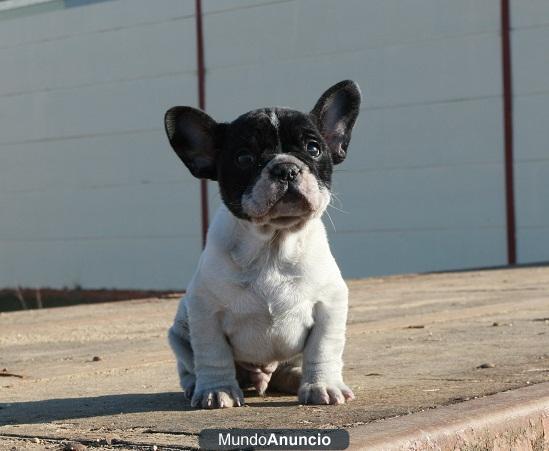 Excelente camada de bulldog francés