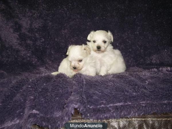 bichon maltes 3 meses -250€