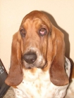 Busco Novia de Basset - mejor precio | unprecio.es