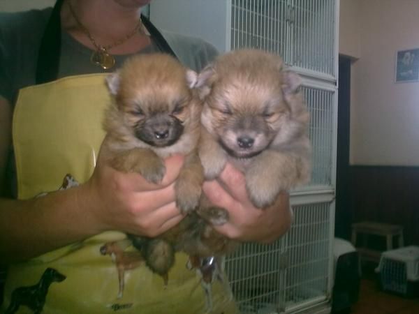 Cachorros de Pomeranias