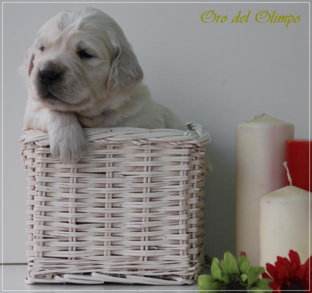 Cachorros Golden Retriever sensacional camada. Maxima calidad