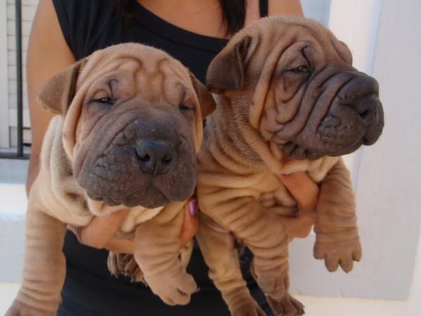 CACHORROS SHAR-PEIS AMERICANOS 330E TRANSPORTES INCLUIDOS