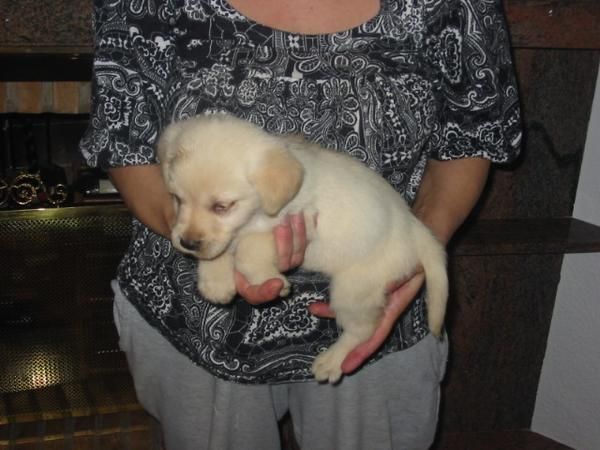 Labradores retriever,cachorros,chocolate,negros y dorados.Pedigree.