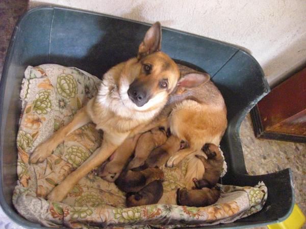 Regalo cachorros mestizo de  pastor aleman