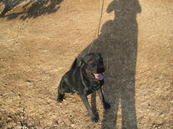 REGALO MEZCLA DE LABRADOR NEGRO