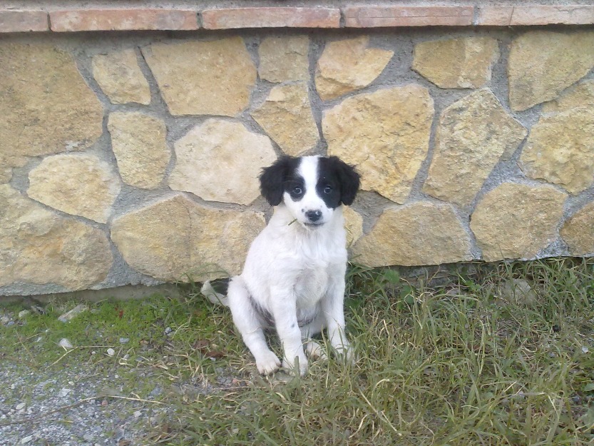 Se regalan estos adorables cachorritos!!