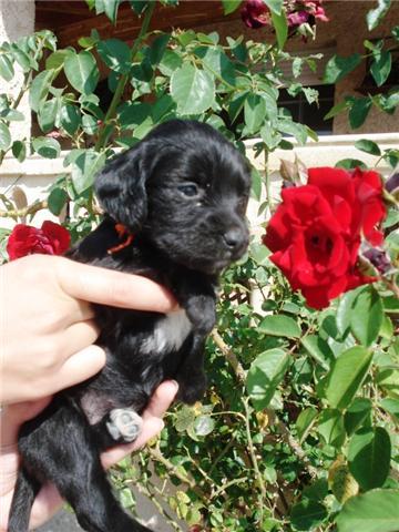 ARIEL CACHORRITA TAMAÑO PEQUEÑO BUSCA HOGAR