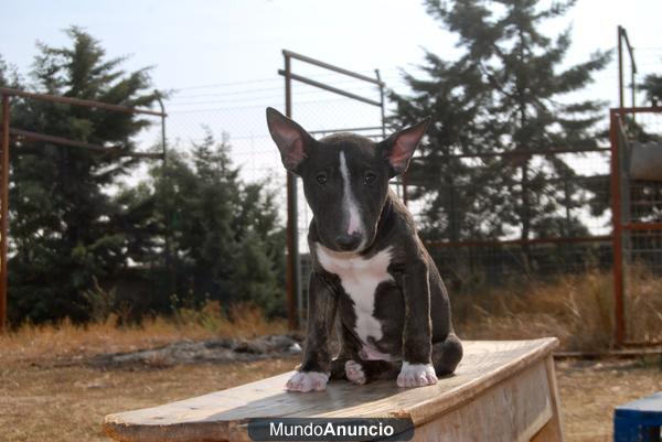 BULL TERRIER MINIATURA, CON DOS MESES