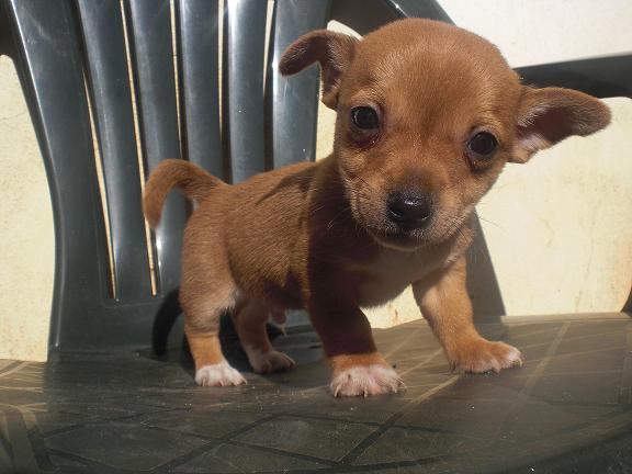 Cachorro cruce Jack Russell en adopcion