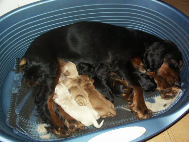 CACHORROS DE COCKER SPANIEL