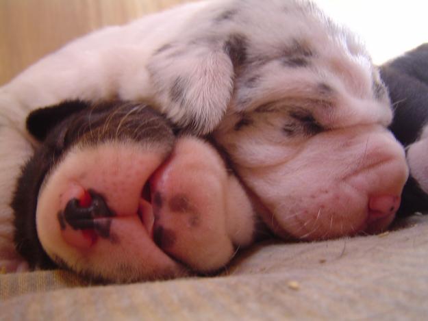 cachorros dogo aleman