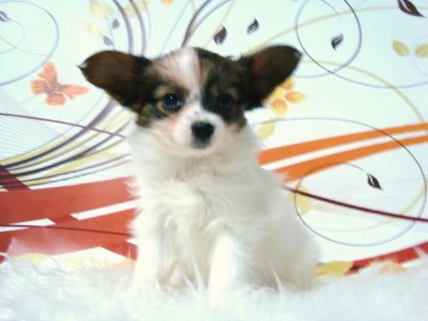 CACHORROS EXCLUSIVOS RAZA PAPILLON