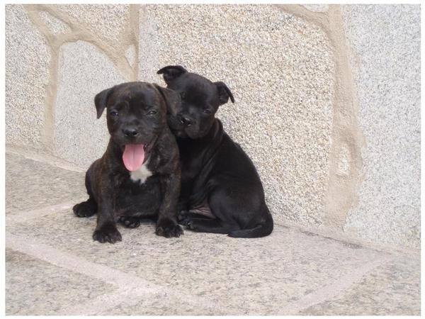 cahorros staffordshire bull terrier