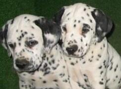 IMPRESIONANTES CACHORROS DE DALMATA