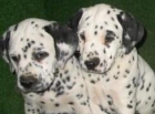 IMPRESIONANTES CACHORROS DE DALMATA - mejor precio | unprecio.es