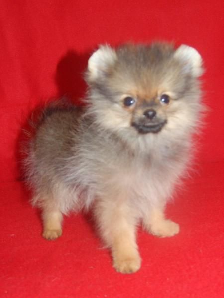 precioso cachorrito de lulu de pomerania miniatura