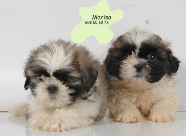 Shih-tzu,excelentes cachorros